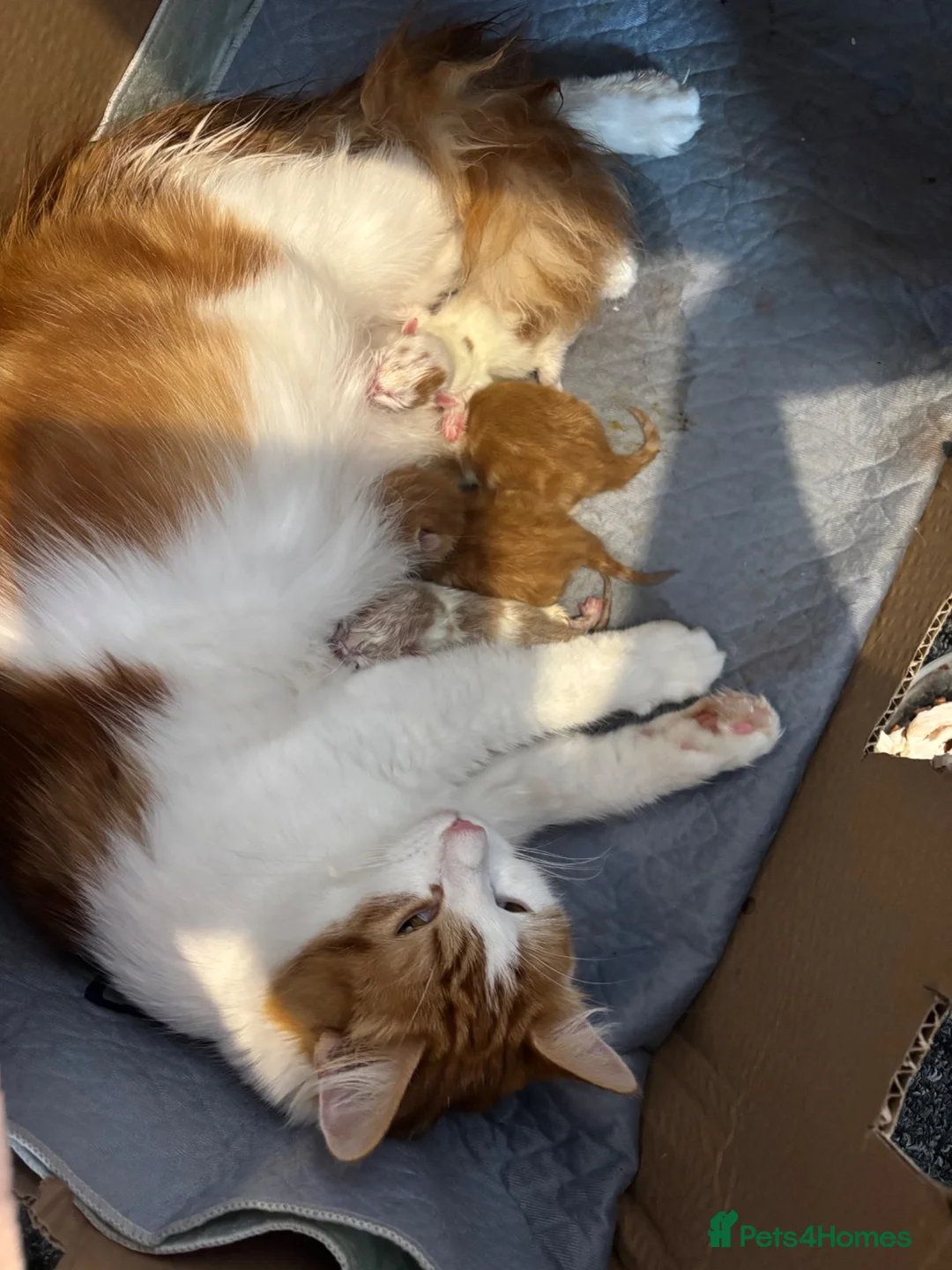 Maine Coon cats for sale: Maine coon Mix  - Advert 2
