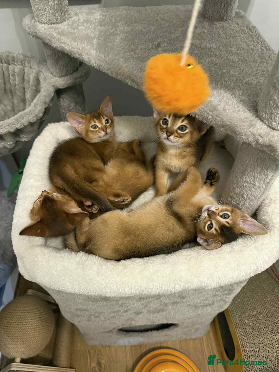 Abyssinian cats for sale: Pedigree Abyssinian kittens  - Advert 16