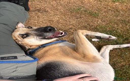 Mixed Breed dogs for adoption: JACK FOR ADOPTION OR FOSTER IN CORNWALL OR DEVON - Image 15