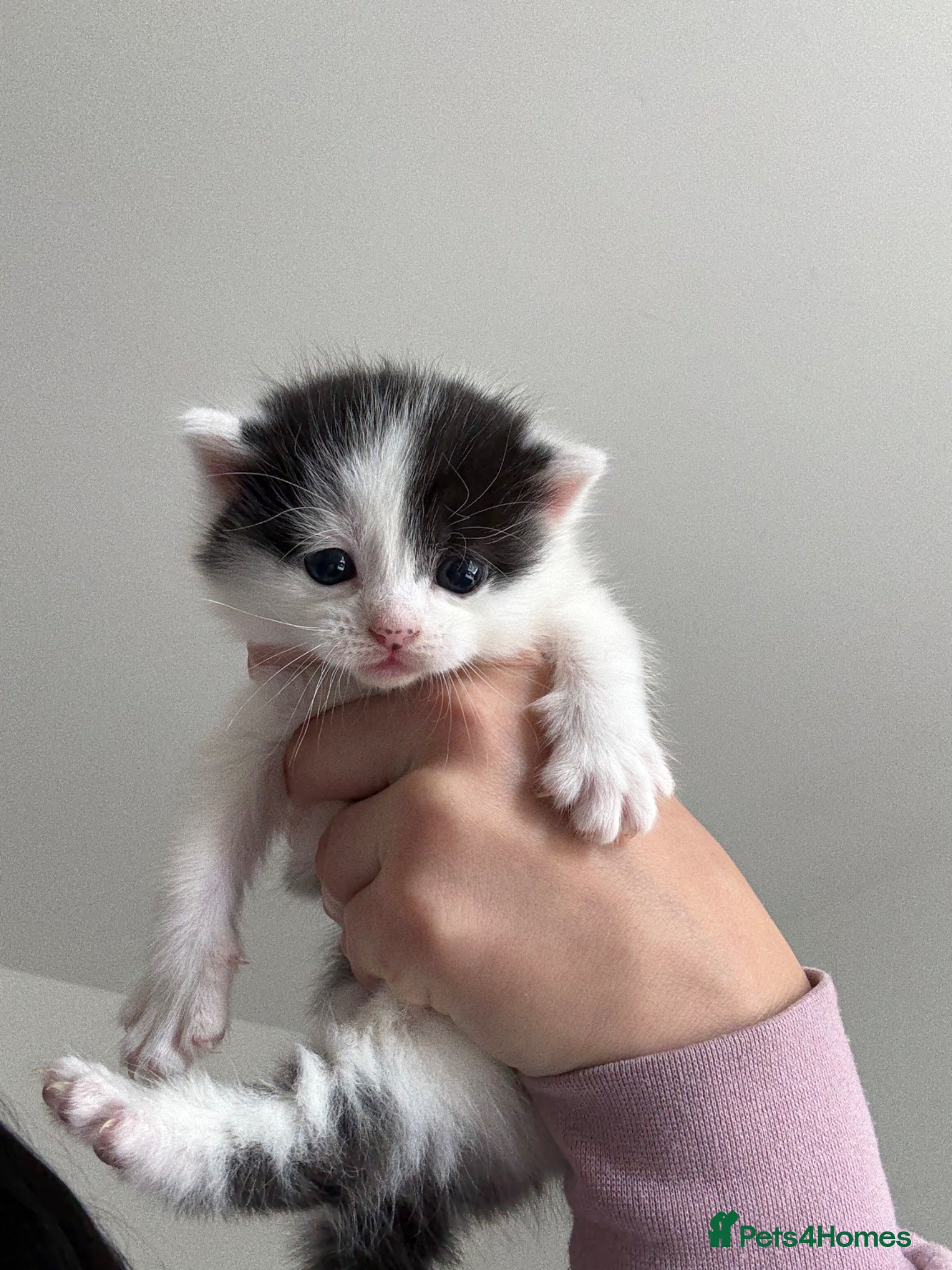 Domestic Shorthair cats European shorthair kittens  - Advert 18