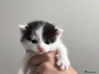 Domestic Shorthair cats European shorthair kittens - Advert 18