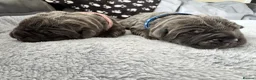 Neapolitan Mastiff dogs for sale: Rare breed Neapolitan mastiff puppies  - Advert 23