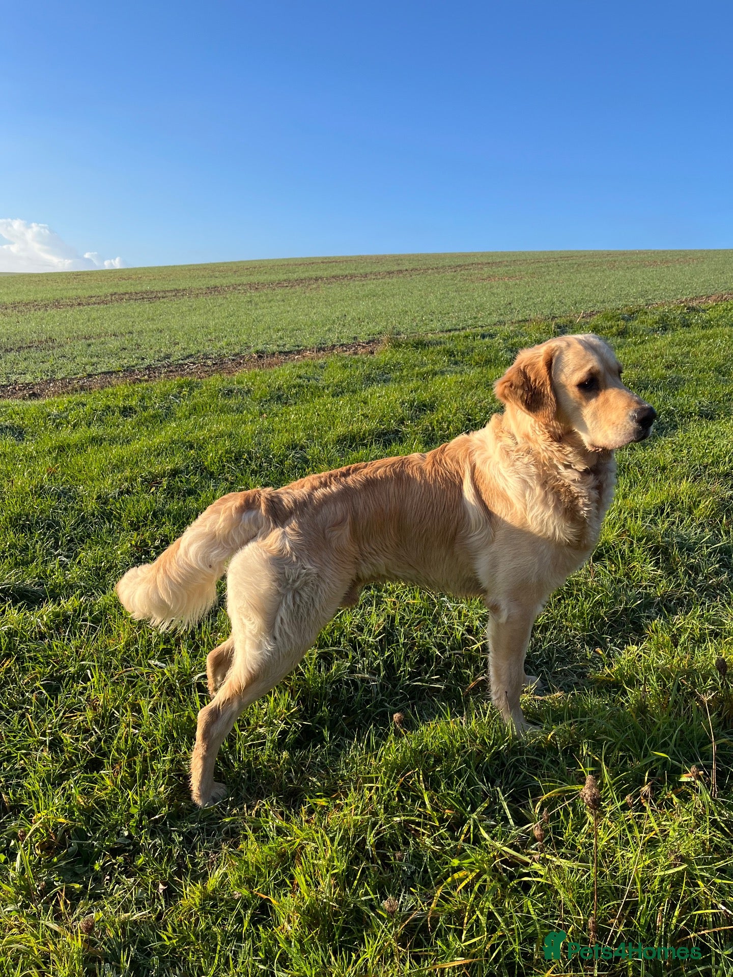 Golden Retriever dogs Available for stud from January  - Advert 1