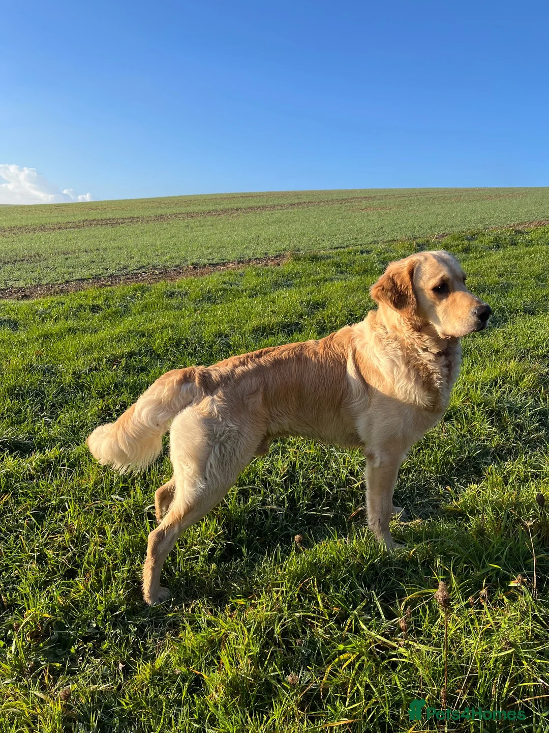 Golden Retriever dogs for stud: Available for stud from January  in Salisbury - Advert 1