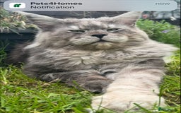 Maine Coon cats for sale: Stunning Maine Coon girls  - Image 22