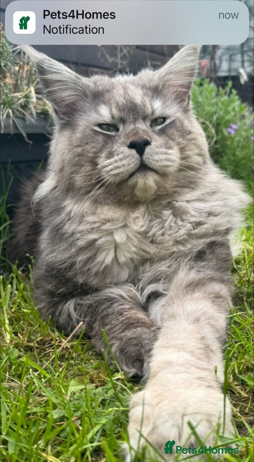 Maine Coon cats for sale: Stunning Maine Coon girls  - Image 22