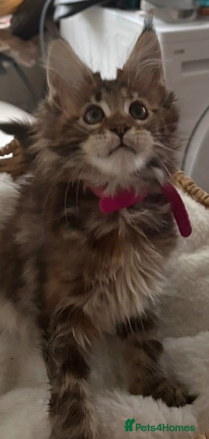 Maine Coon cats Show quality Maine coon kittens - Advert 2