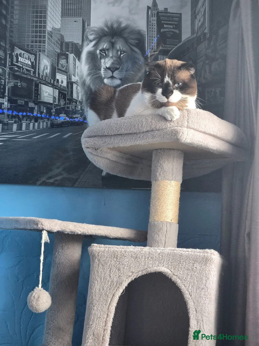 Scottish Fold cats for sale: Lovely 15-Month-Old Male Cat - Advert 2