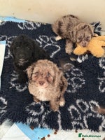 Cockapoo dogs - Advert 2