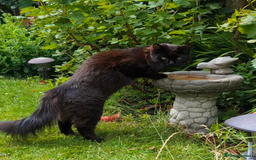 Maine Coon cats for sale: 5 Beautiful Maine Coon kittens available! 😻 - Image 27