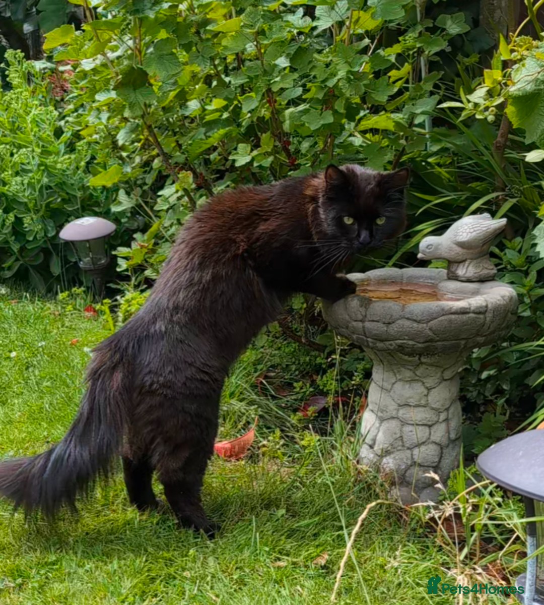 Maine Coon cats for sale: 5 Beautiful Maine Coon kittens available! 😻 - Image 27