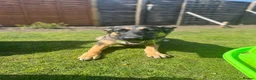 German Shepherd dogs for sale: Skye German shepherd  - Advert 8