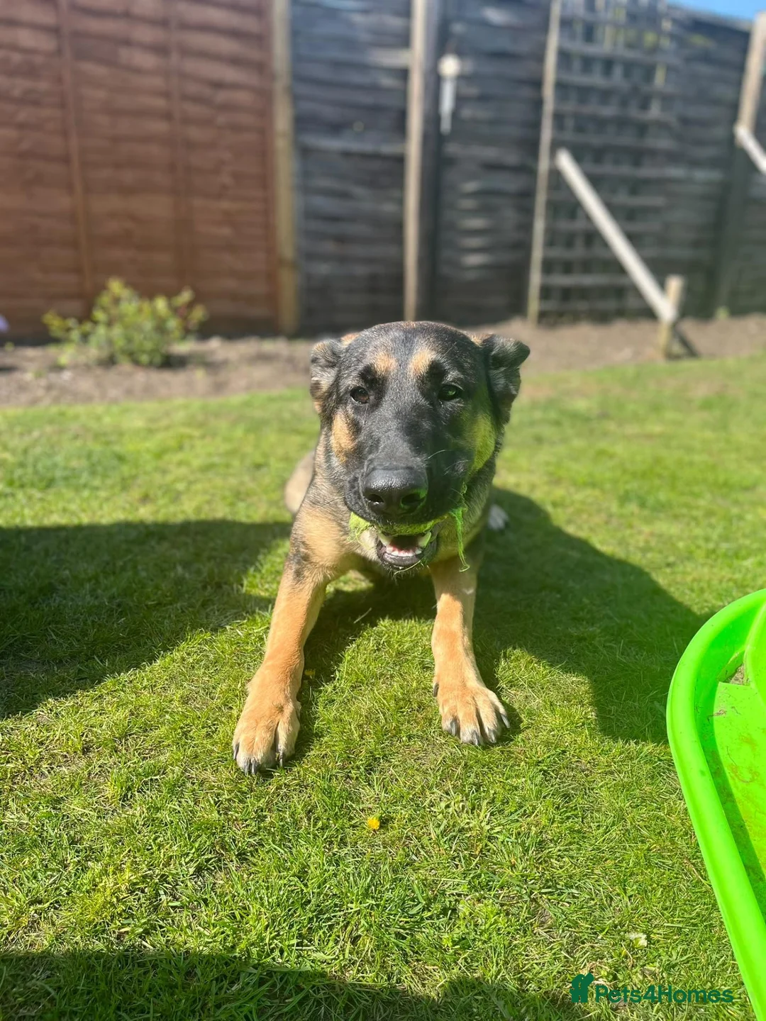 German Shepherd dogs for sale: Skye German shepherd  - Advert 8
