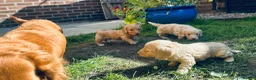 Miniature Dachshund dogs for sale: Beautiful Cream Long Haired Miniature Dachshunds - Advert 3