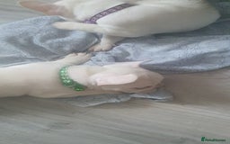 French Bulldog dogs for sale: Lovley frenchie puppies  - Image 12