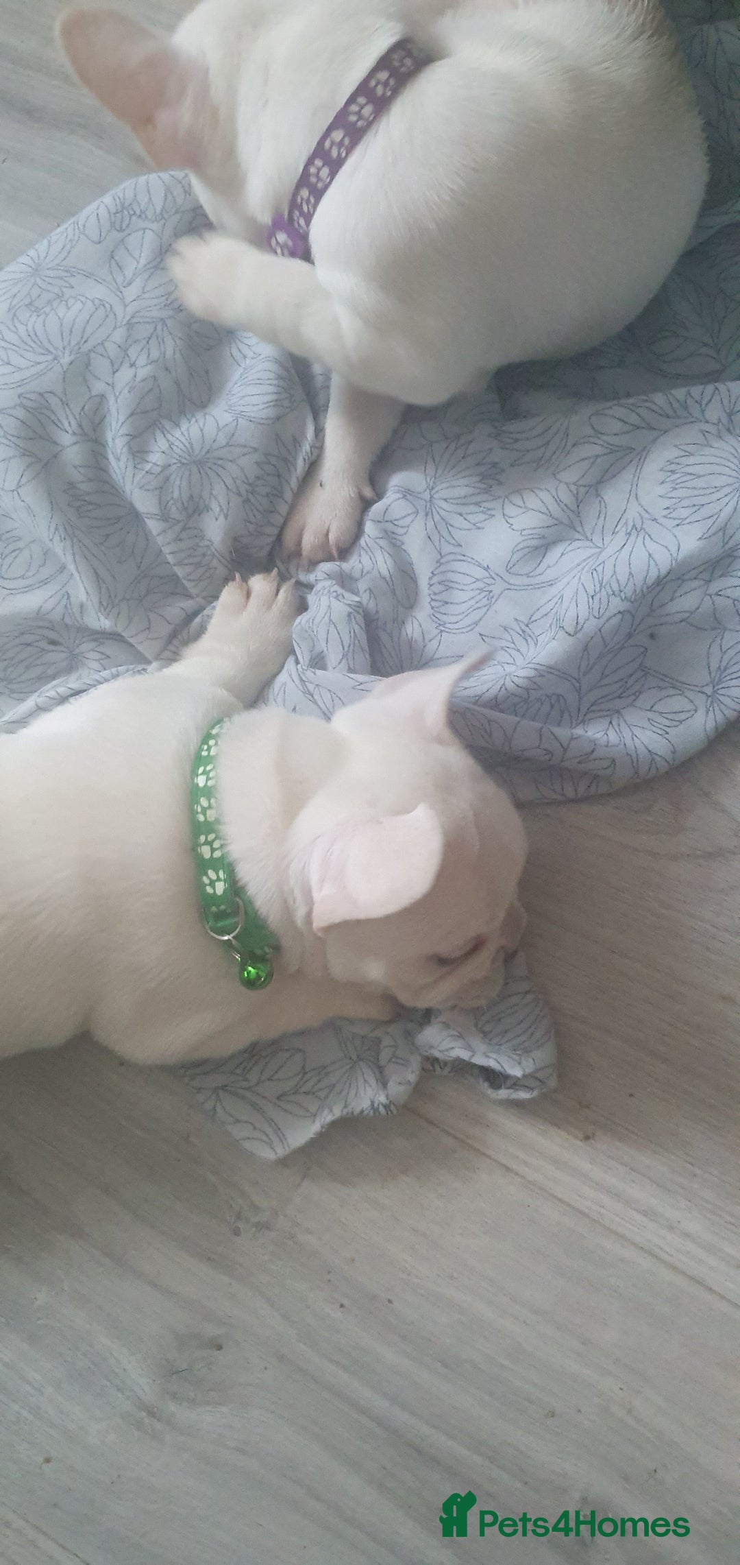French Bulldog dogs for sale: Lovley frenchie puppies  - Image 12