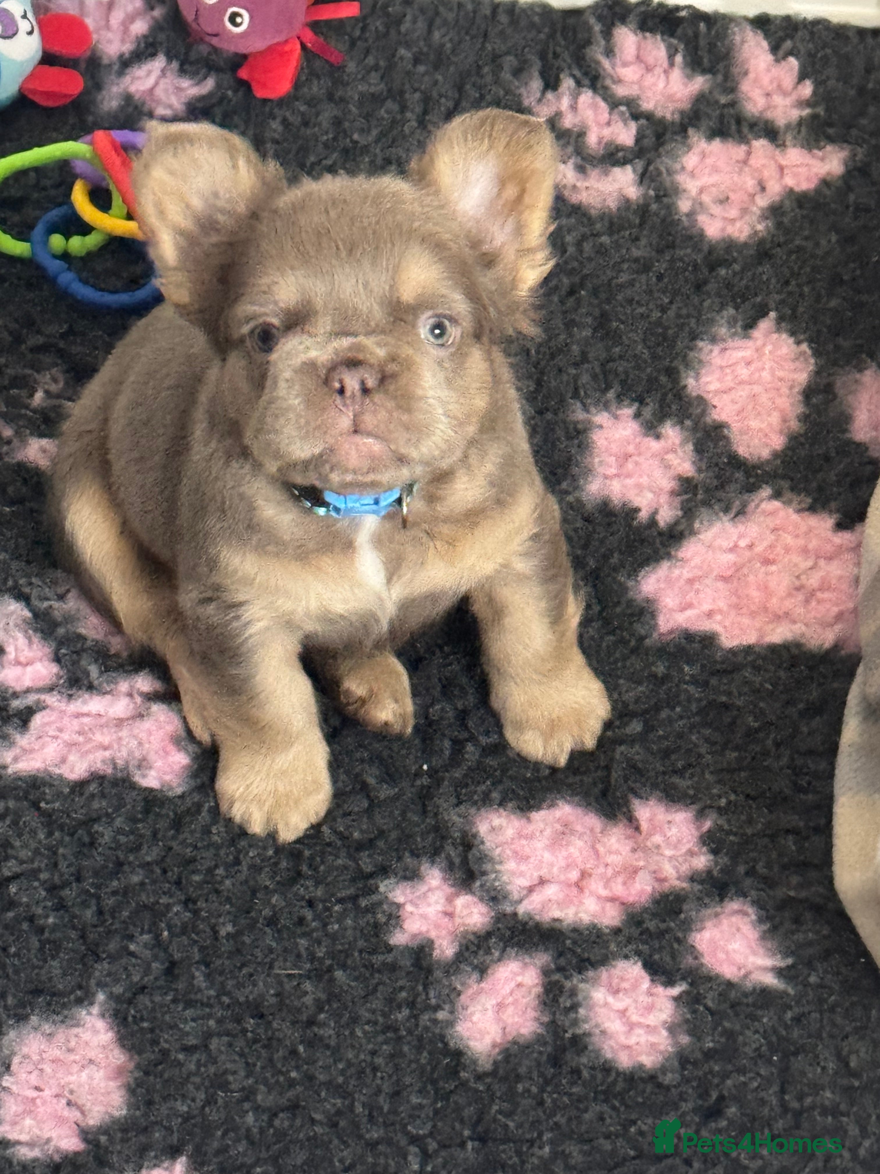 French Bulldog dogs Outstanding Frenchie pups  - Advert 2