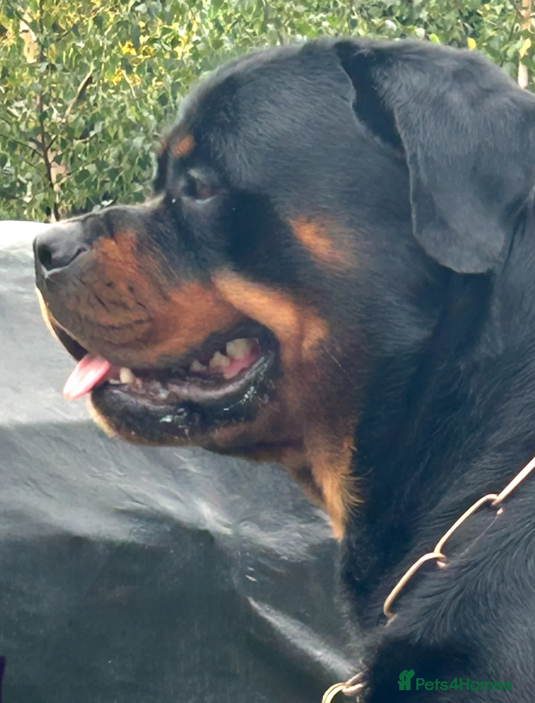 Rottweiler dogs for stud: Hector 60kg plus Rottweiler KC Reg  in Stanford-le-Hope - Advert 10