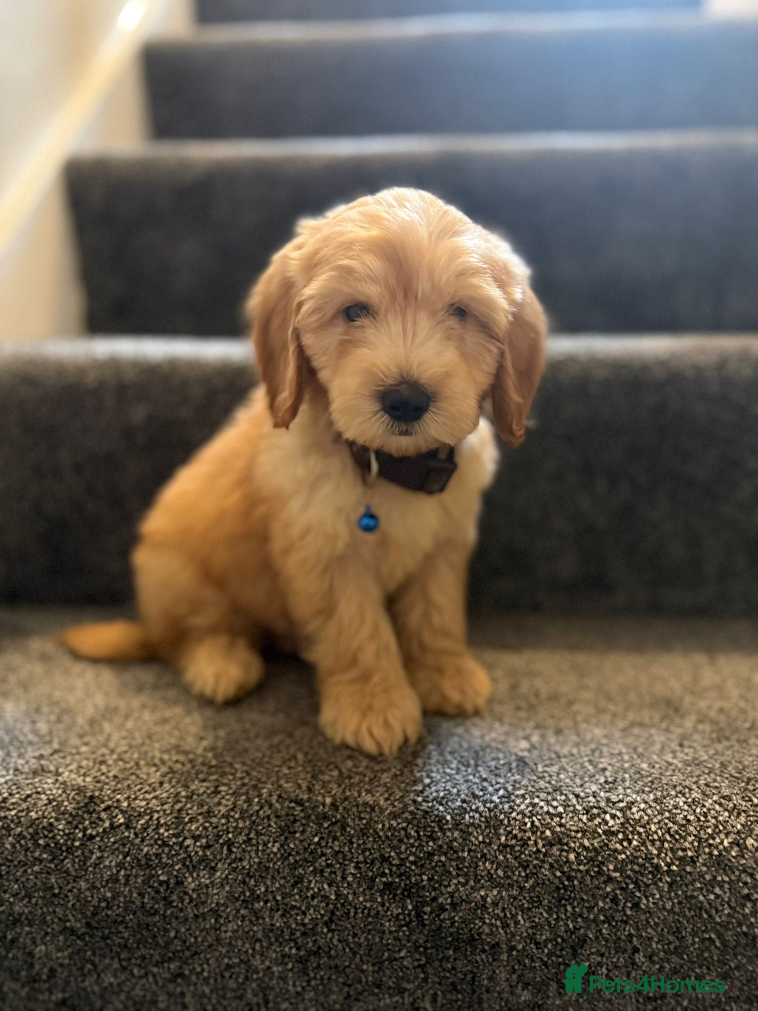 Cockapoo dogs Adorable puppies - Advert 15