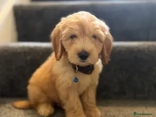 Cockapoo dogs Adorable puppies - Advert 15