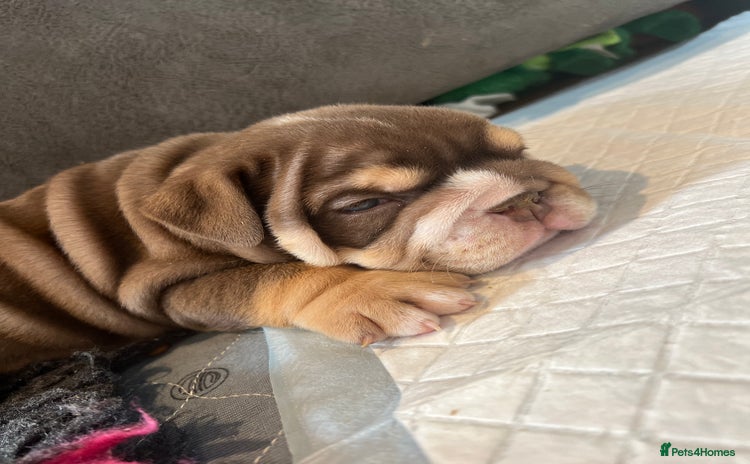 English Bulldog dogs - Advert 2