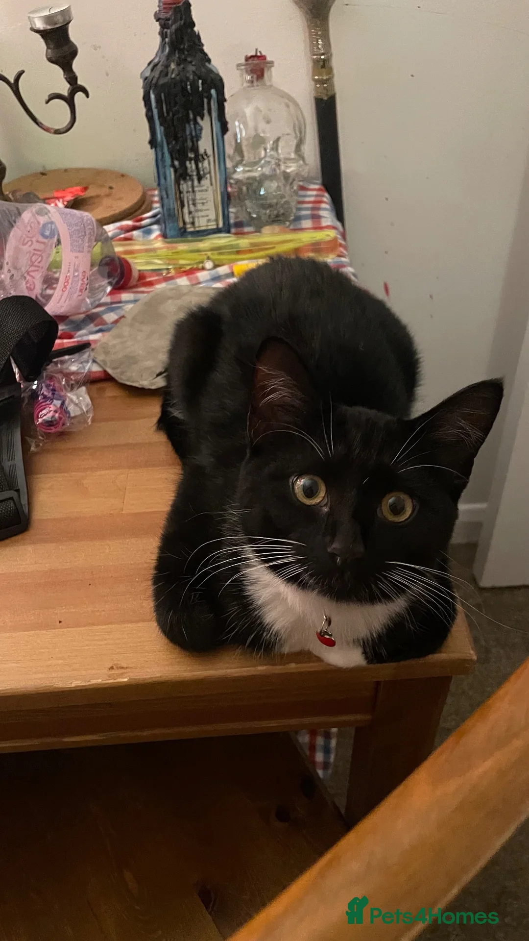 Domestic Shorthair cats for sale: 6 month tuxedo cat for adoption - Advert 2