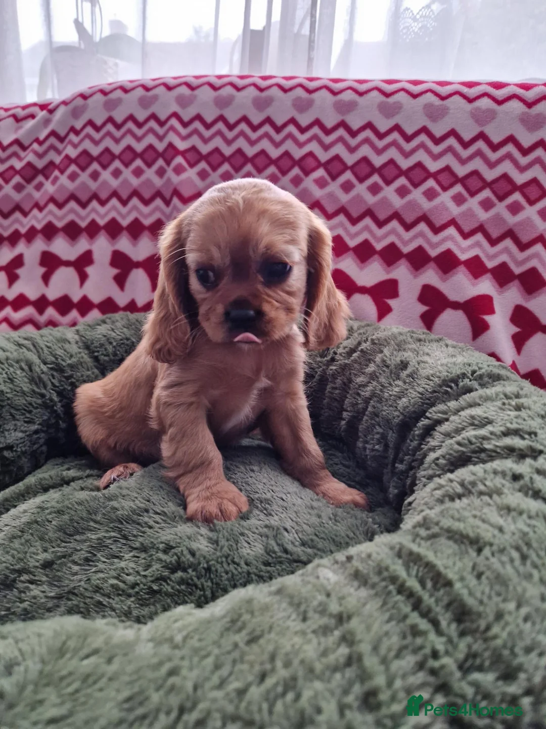 Cavalier King Charles Spaniel dogs for sale: KC Cavalier King Charles Spaniel!DNA tested! - Advert 18