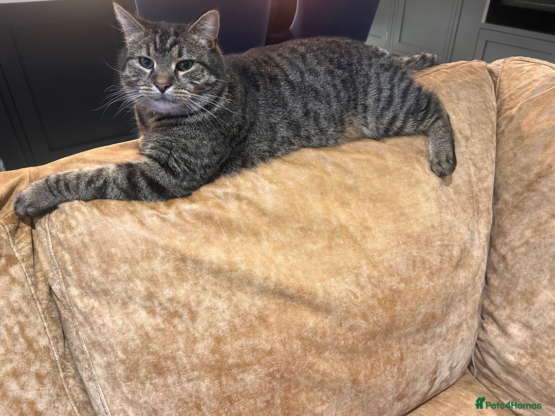 British Shorthair cats for sale: Super friendly cat - Advert 2