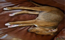 Staffordshire Bull Terrier dogs for sale: Staffordshire bull terrier pups - Image 15