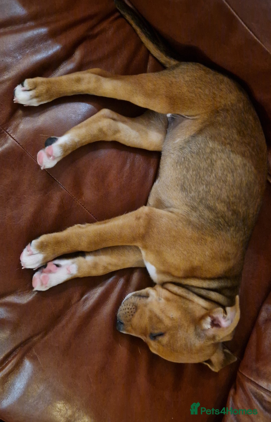 Staffordshire Bull Terrier dogs for sale: Staffordshire bull terrier pups - Image 15