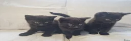 Mixed Breed cats for sale: British short-hair cross kittens  in Saint Austell - Advert 15