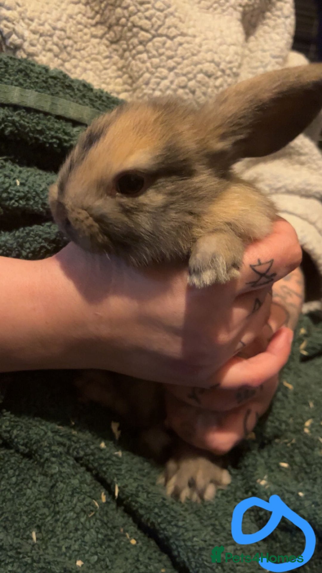 Mini Lop rabbits for sale: Mini lop kits - Image 7