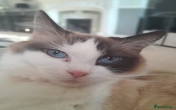 Ragdoll cats for sale: Female Ragdoll cat - Image 1