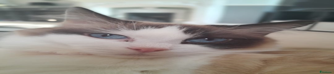 Mia