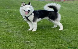Siberian Husky dogs for stud: Stunning Blue eye Sibrian Husky for Stud  in Liverpool - Image 3