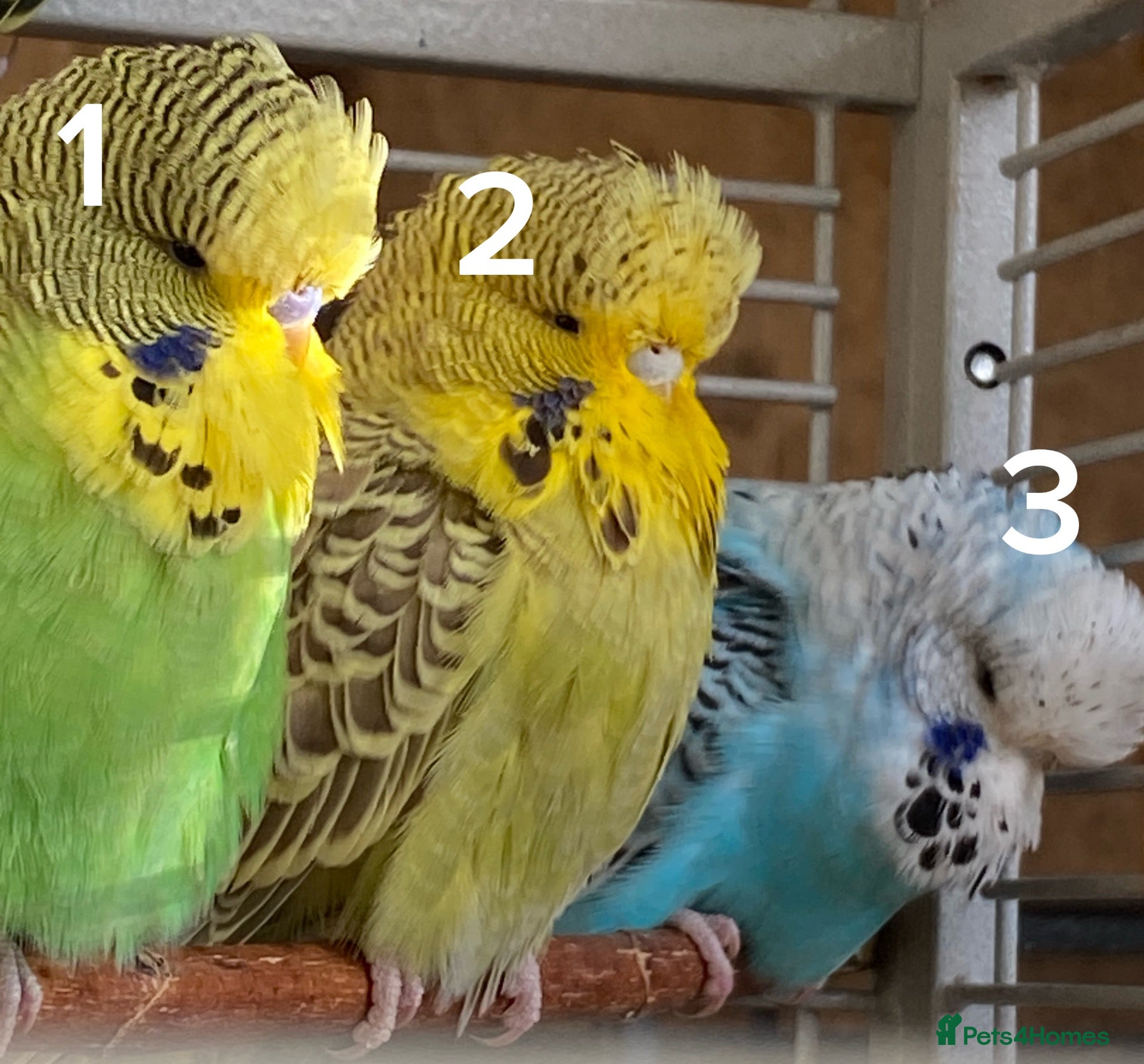 Budgerigars birds Exhibition Budgies - Advert 6