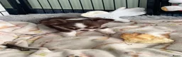 Chihuahua dogs for sale: Pretty tiny girl  - Advert 10