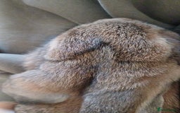 Mini Lop rabbits for sale: 4 Pure bred Mini Lop Rabbits *FOR SALE* 🥰 - Image 19