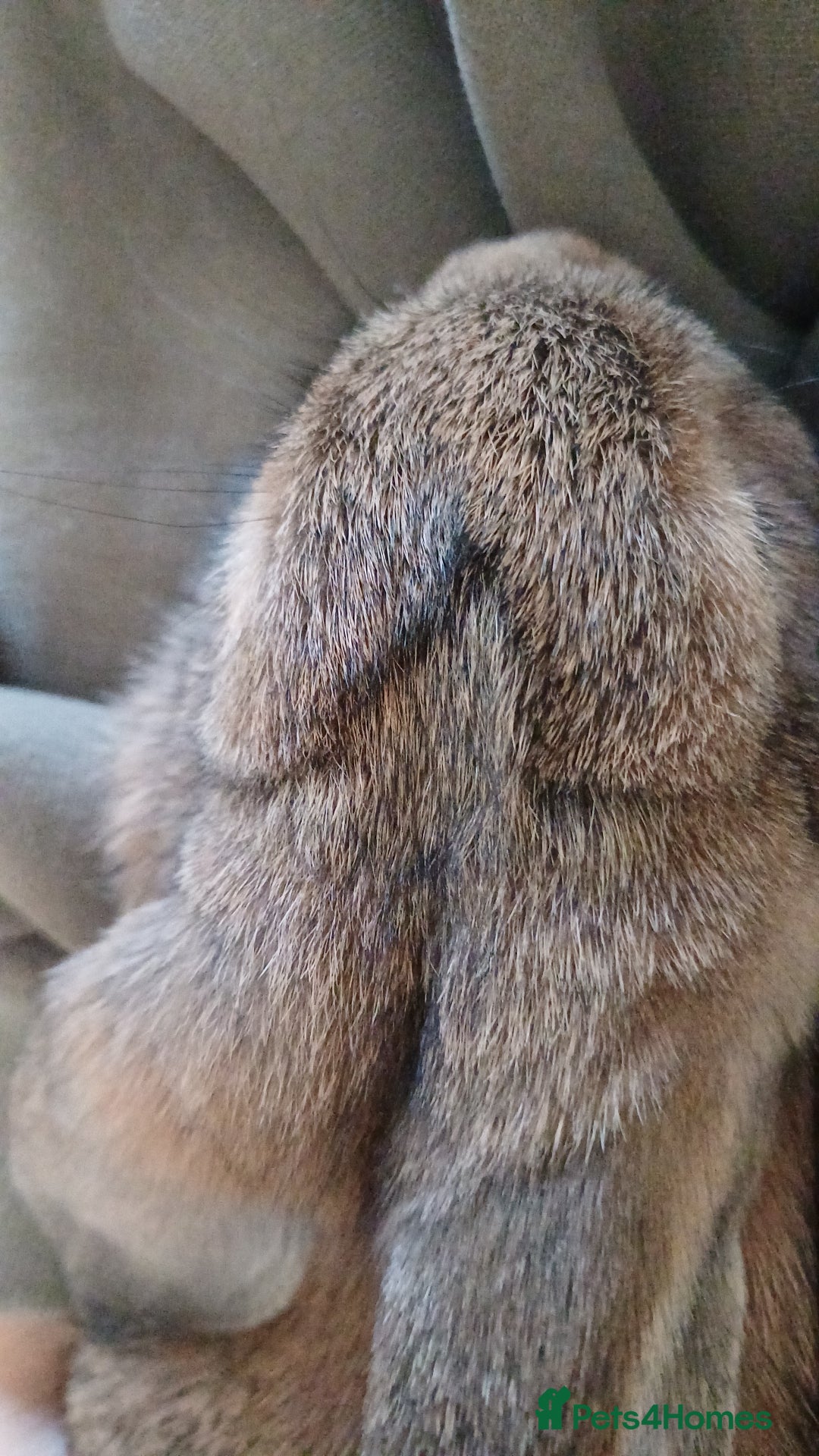 Mini Lop rabbits for sale: 4 Pure bred Mini Lop Rabbits *FOR SALE* 🥰 - Image 19
