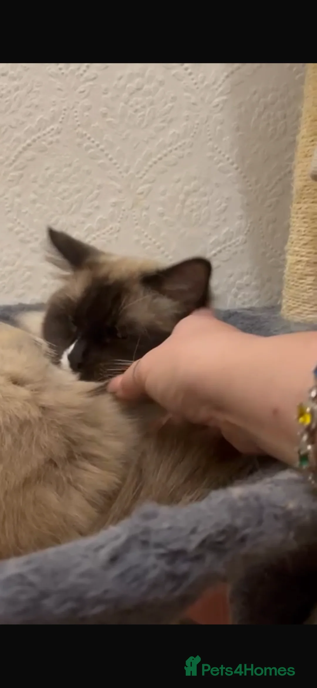 Ragdoll cats for sale: Stunning male ragdoll  in Hartlepool - Advert 15