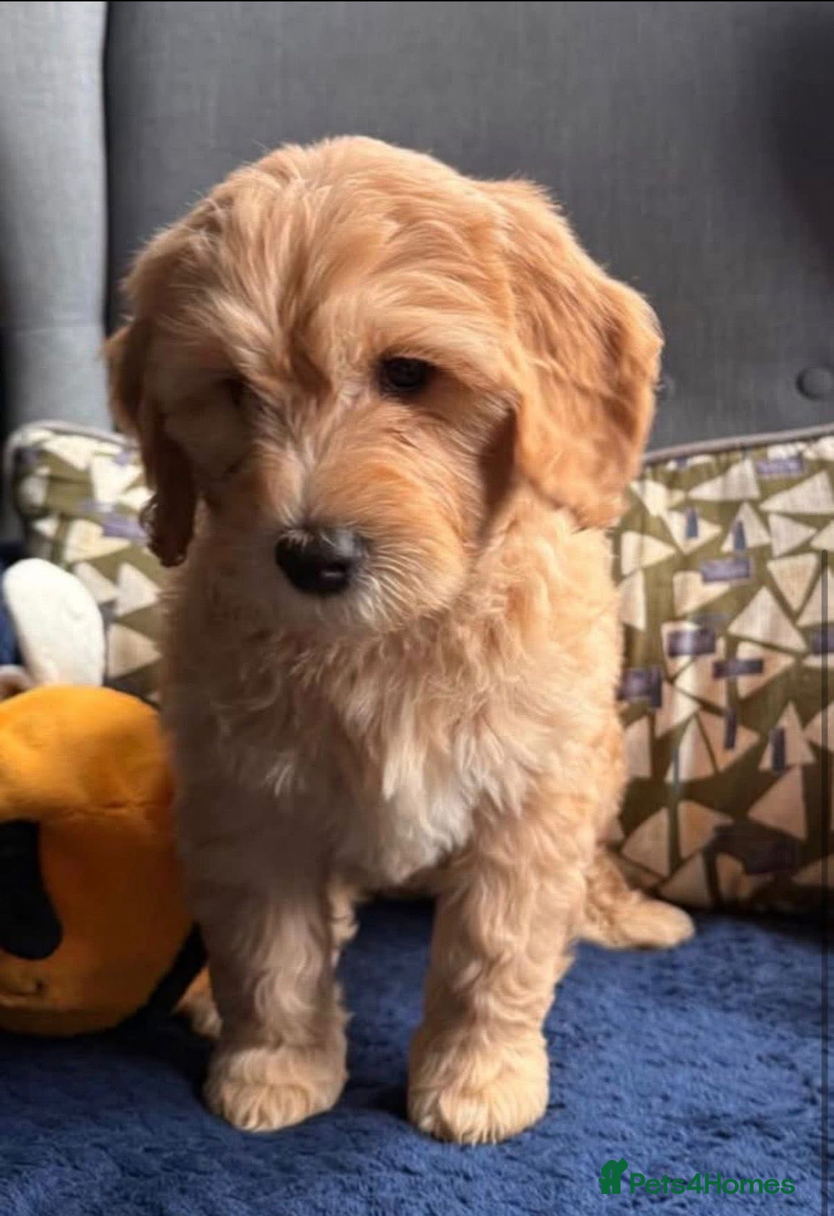 Mixed Breed dogs 1 GIRL LEFT & READY! Healthy Mini Golden Doodle’s - Advert 8