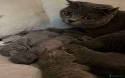Scottish Fold cats for sale: Stunning chocolate female scottish fold - Image 4