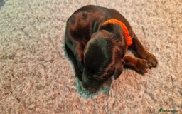 Dobermann dogs for sale: Top line doberman puppies - Image 26