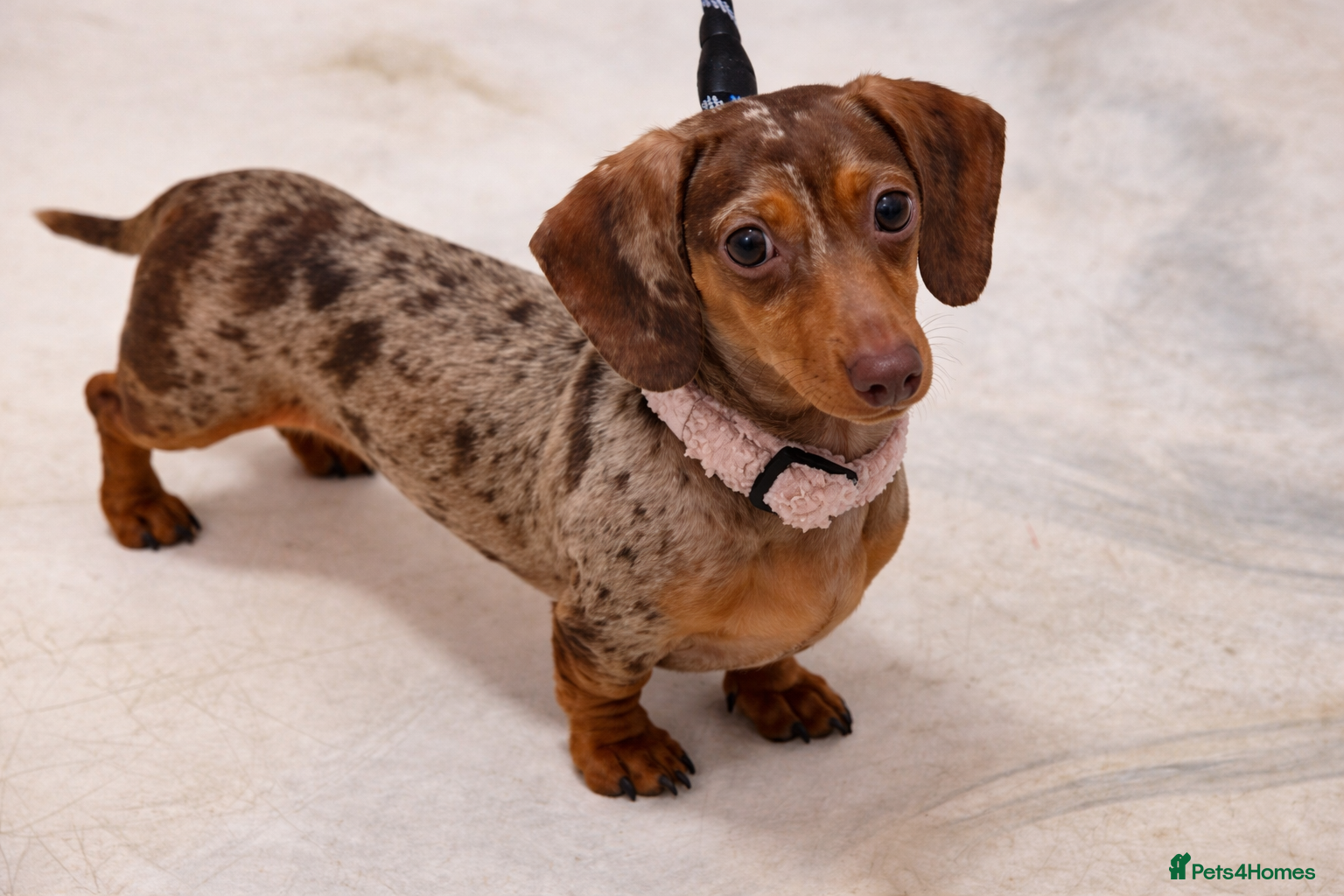 Miniature Dachshund dogs Sugar chocolate Dapple female 😍 - Advert 2