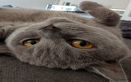 British Shorthair cats for sale: X2 British shorthair female kittens  - Advert 3