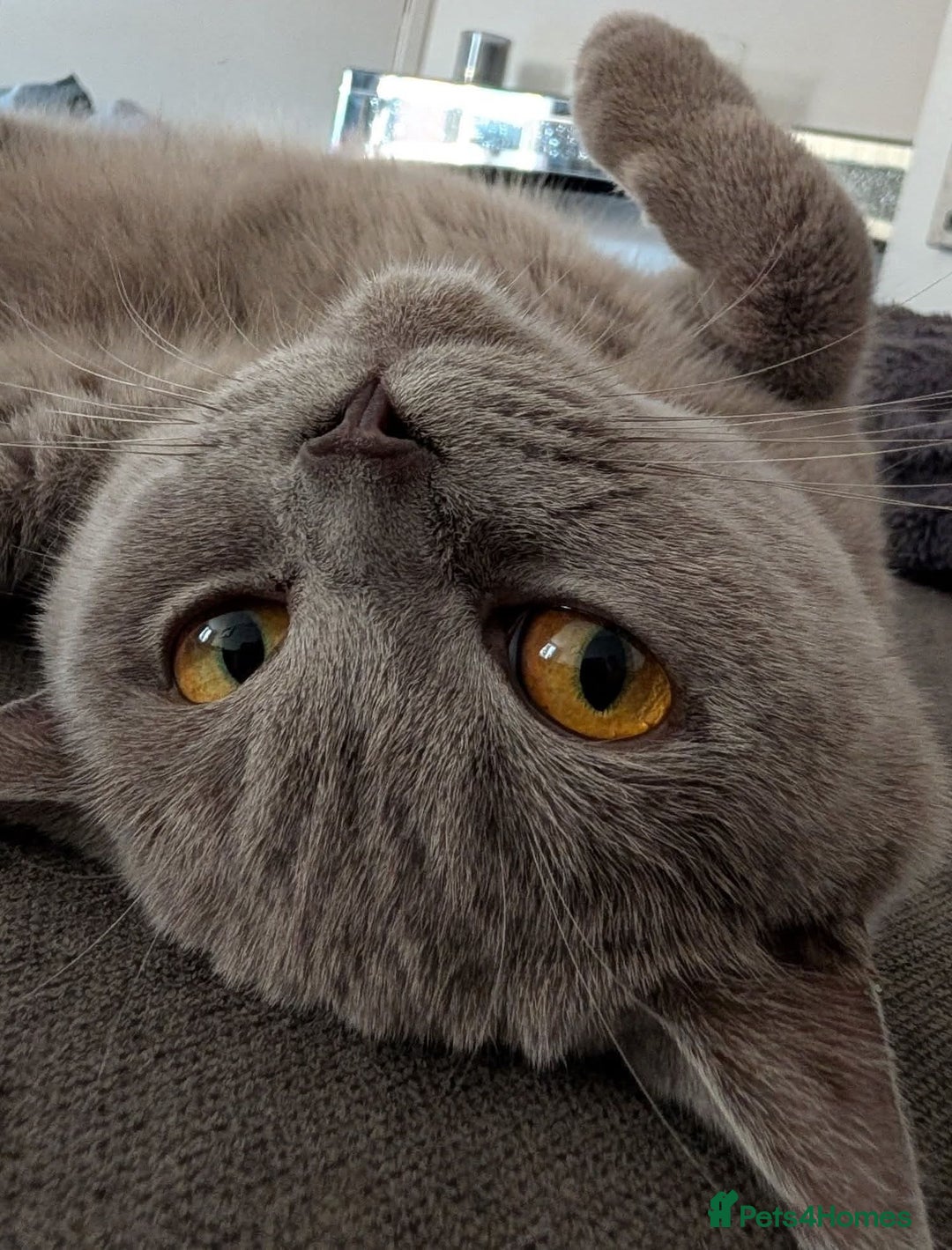 British Shorthair cats for sale: X2 British shorthair female kittens  - Advert 3