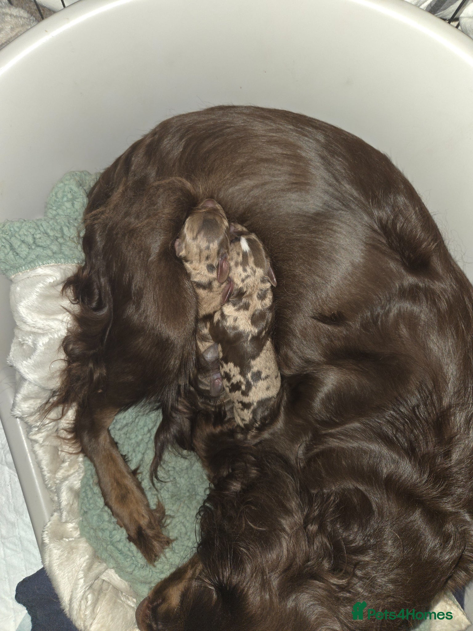 Mixed Breed dogs 4 cocker spaniel X isabella miniature dachshund  - Advert 3