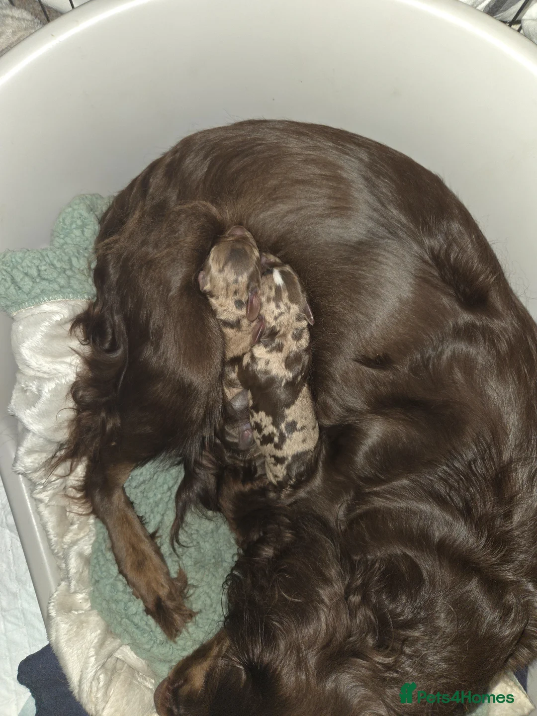 Mixed Breed dogs for sale: 4 cocker spaniel X isabella miniature dachshund  - Advert 1