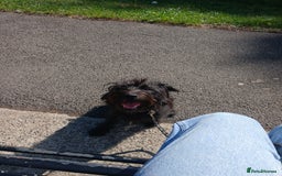 Patterdale Terrier dogs for sale: Puppy for rehoming  - Image 3