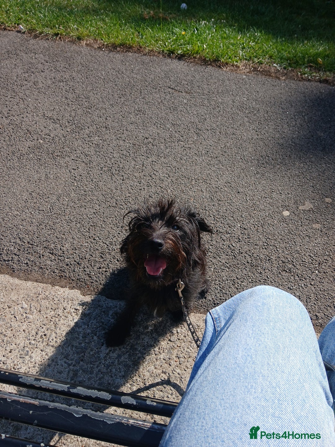 Patterdale Terrier dogs for sale: Puppy for rehoming  - Image 3